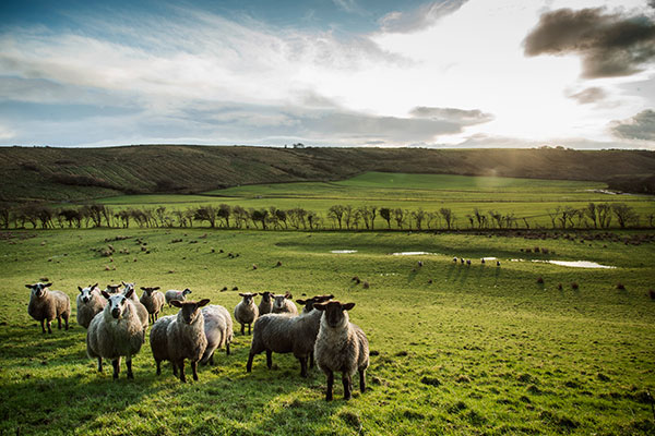 Овце на селско поле
